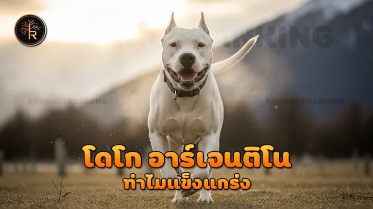 โดโก อาร์เจนติโน ทำไมแข็งแกร่ง