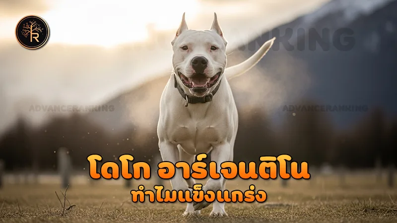 โดโก อาร์เจนติโน ทำไมแข็งแกร่ง