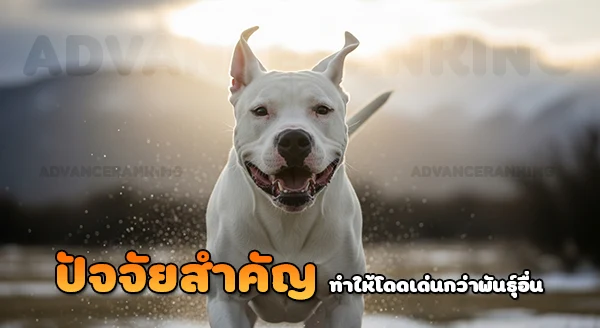 โดโก อาร์เจนติโน ทำไมแข็งแกร่ง