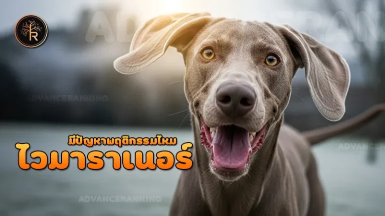 ไวมาราเนอร์ มีปัญหาพฤติกรรมไหม