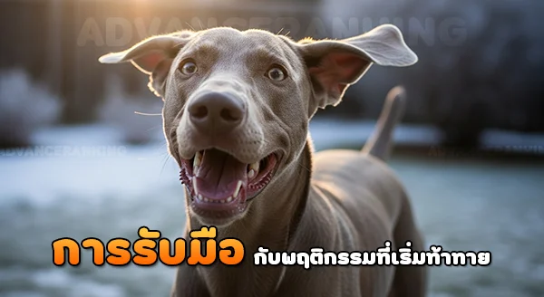 ไวมาราเนอร์ มีปัญหาพฤติกรรมไหม