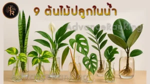 9 ต้นไม้ปลูกในน้ำ