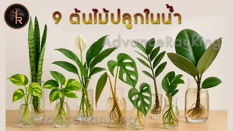 9 ต้นไม้ปลูกในน้ำ