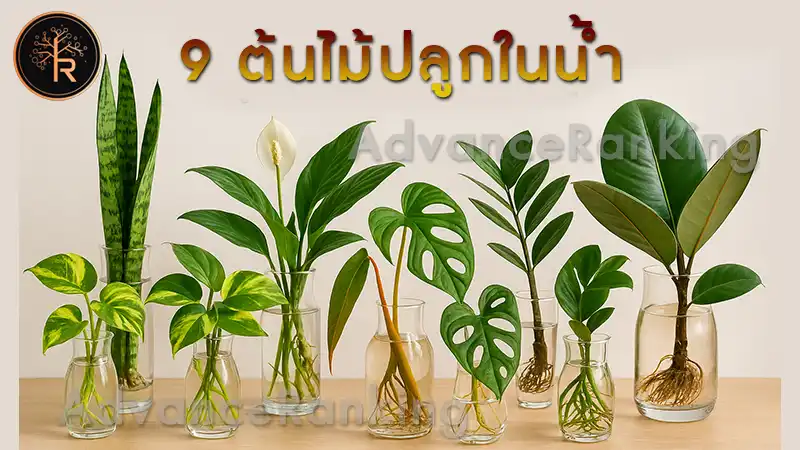 9 ต้นไม้ปลูกในน้ำ