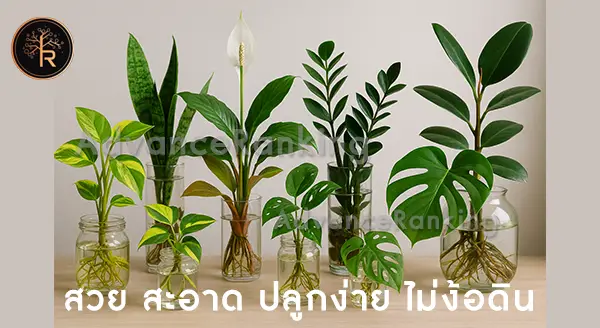 9 ต้นไม้ปลูกในน้ำ