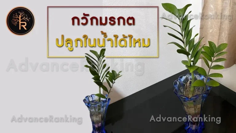 กวักมรกต ปลูกในน้ำได้ไหม