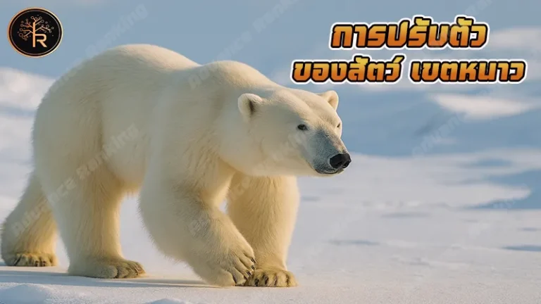 การปรับตัว ของสัตว์ เขตหนาว