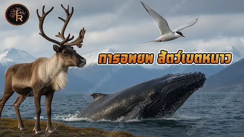 การอพยพ สัตว์เขตหนาว