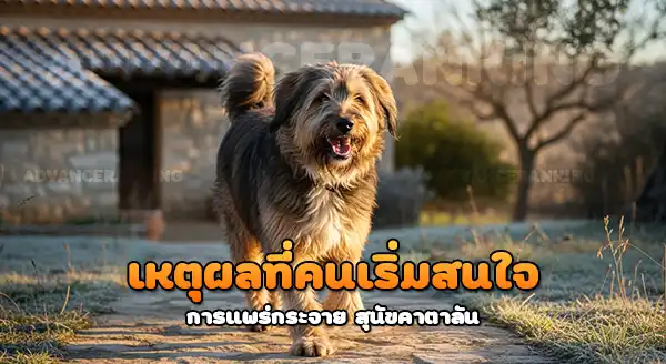 การแพร่กระจาย สุนัขเลี้ยงแกะคาตาลัน