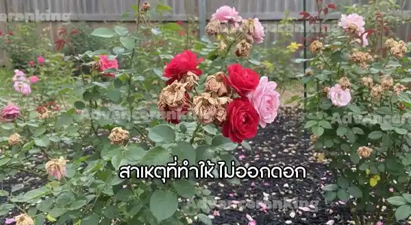 กุหลาบ ไม่ออกดอก