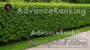 ข่อย ปลูกเป็นรั้วได้ไหม