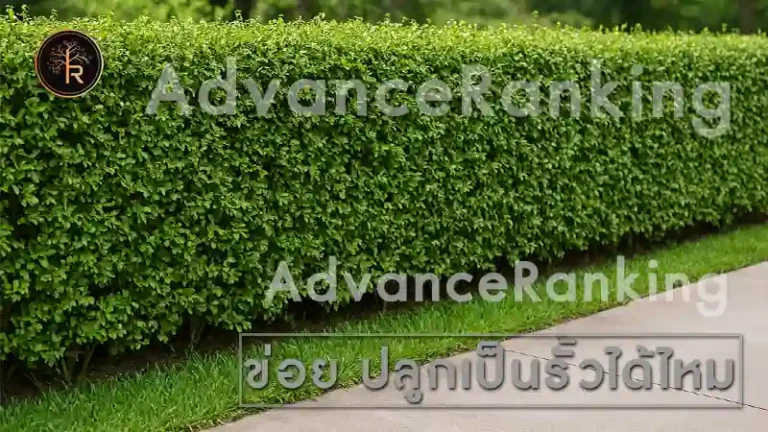 ข่อย ปลูกเป็นรั้วได้ไหม