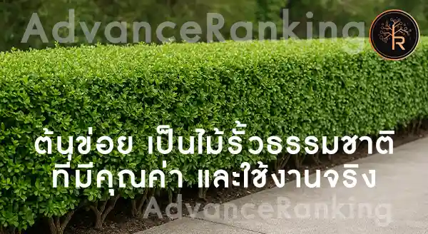 ข่อย ปลูกเป็นรั้วได้ไหม