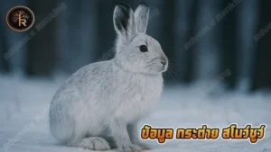 ข้อมูล กระต่าย สโนว์ชูว์