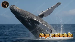 ข้อมูล วาฬฮัมพ์แบ็ค