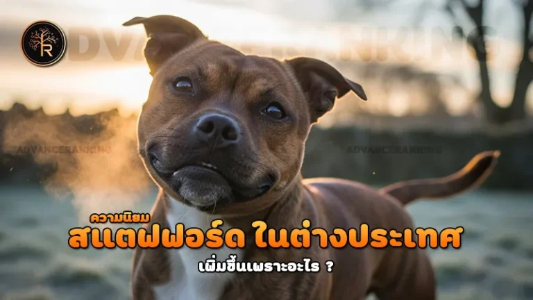 ความนิยม สแตฟฟอร์ด ในต่างประเทศ