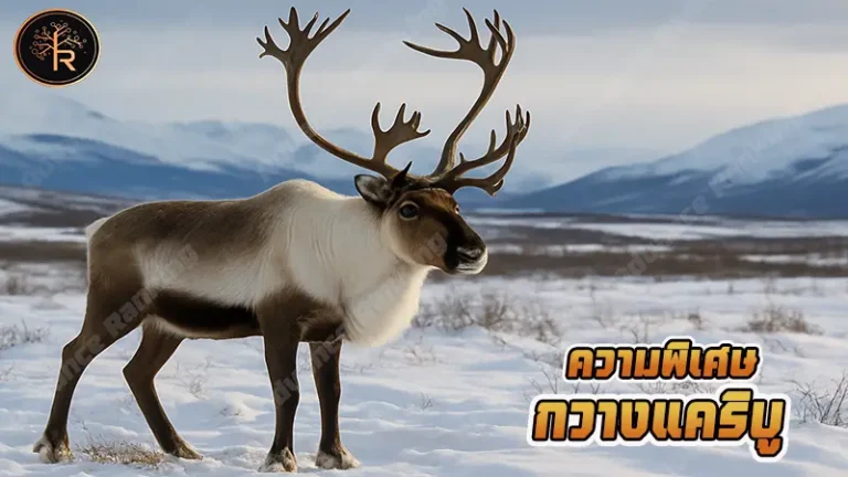 ความพิเศษ กวางแคริบู