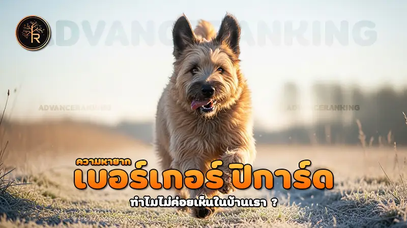 ความหายาก เบอร์เกอร์ ปิการ์ด