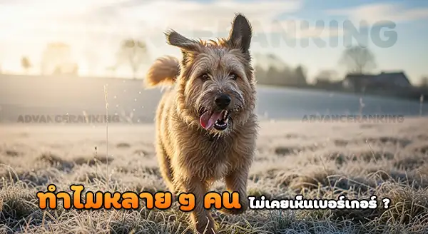 ความหายาก เบอร์เกอร์ ปิการ์ด