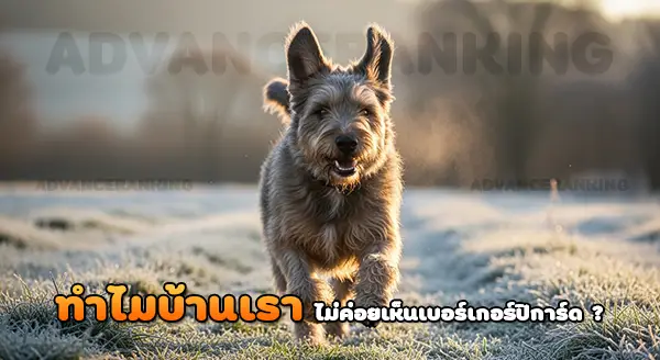 ความหายาก เบอร์เกอร์ ปิการ์ด