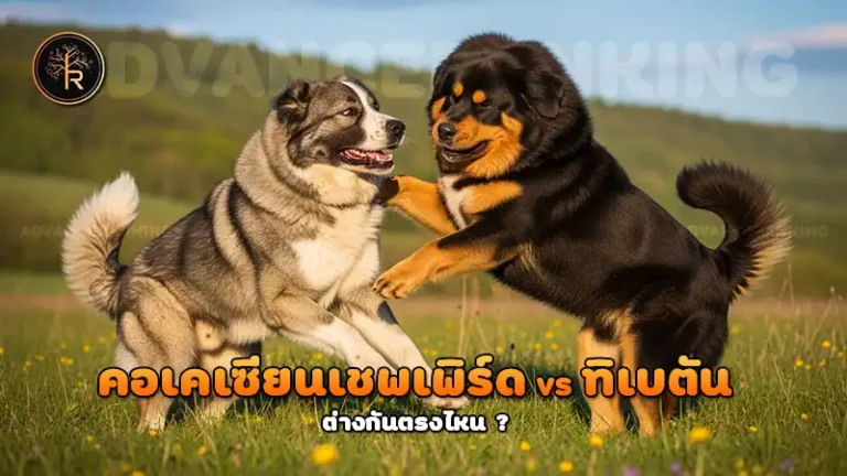 คอเคเซียนเชพเพิร์ด vs ทิเบตัน