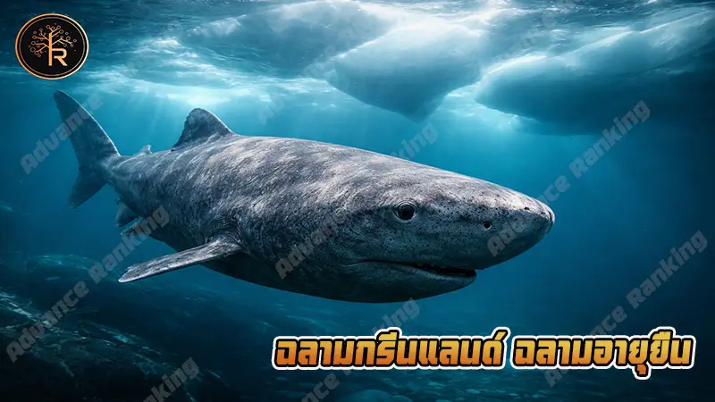 ฉลามกรีนแลนด์ ฉลามอายุยืน