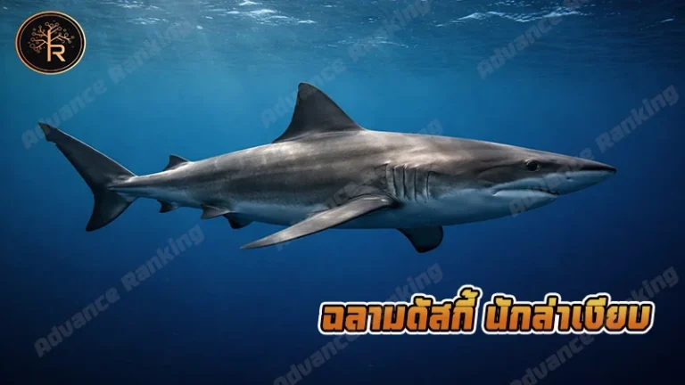 ฉลามดัสกี้ นักล่าเงียบ