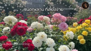 ชนิดกุหลาบ ที่เลี้ยงง่าย