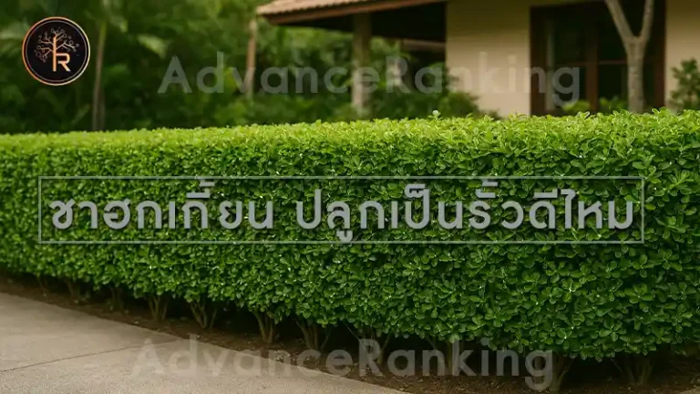 ชาฮกเกี้ยน ปลูกเป็นรั้วดีไหม