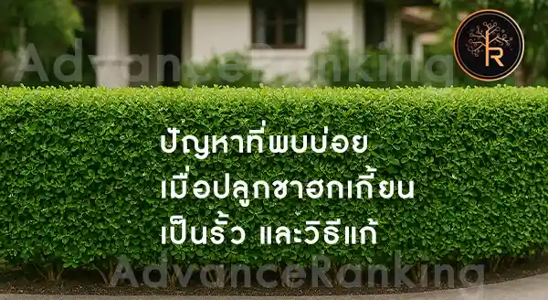 ชาฮกเกี้ยน ปลูกเป็นรั้วดีไหม