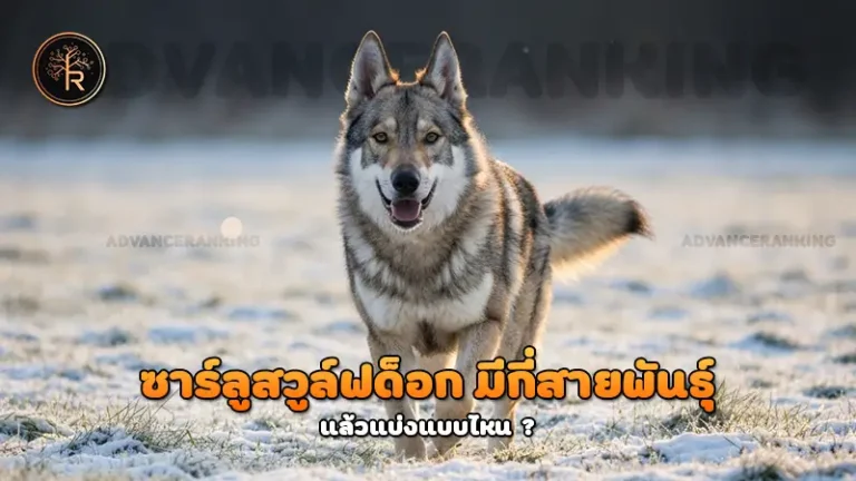 ซาร์ลูสวูล์ฟด็อก มีกี่สายพันธุ์