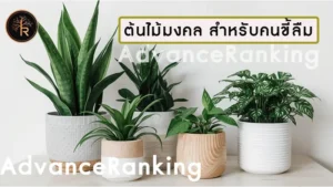 ต้นไม้มงคล สำหรับคนขี้ลืม