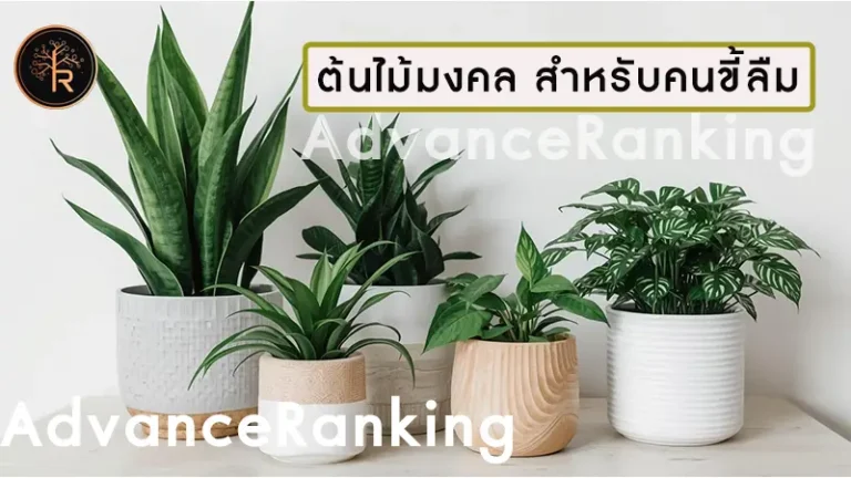 ต้นไม้มงคล สำหรับคนขี้ลืม