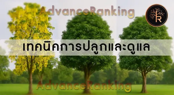 ต้นไม้มงคล ให้ร่มเงา