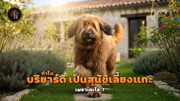 ทำไม บริยาร์ด เป็นสุนัขเลี้ยงแกะ