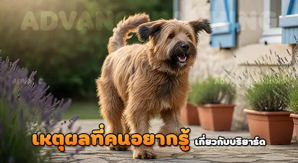 ทำไม บริยาร์ด เป็นสุนัขเลี้ยงแกะ