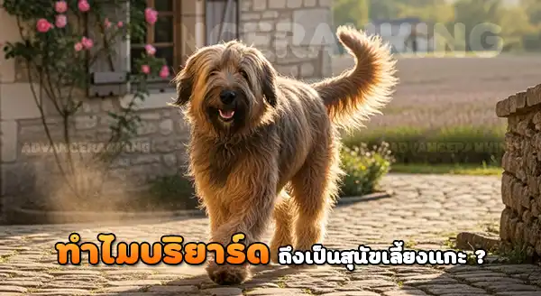 ทำไม บริยาร์ด เป็นสุนัขเลี้ยงแกะ