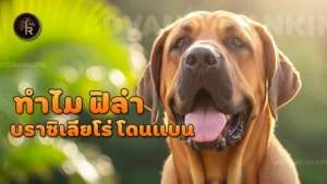 ทำไม ฟิล่าบราซิเลียโร่ โดนแบน