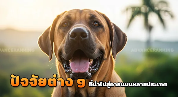 ทำไม ฟิล่าบราซิเลียโร่ โดนแบน