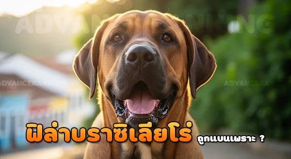 ทำไม ฟิล่าบราซิเลียโร่ โดนแบน