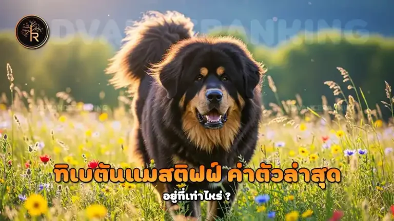 ทิเบตันแมสติฟฟ์ ค่าตัวล่าสุด