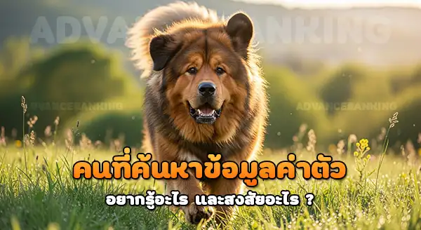 ทิเบตันแมสติฟฟ์ ค่าตัวล่าสุด