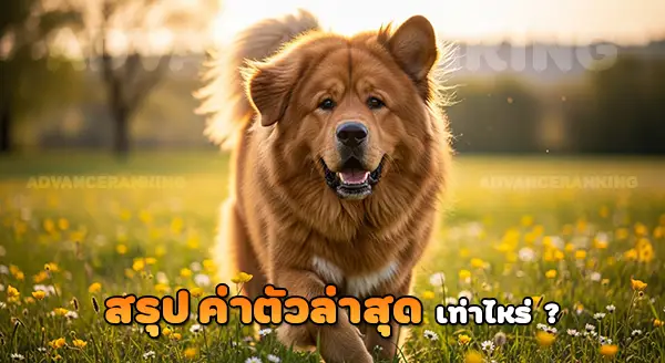 ทิเบตันแมสติฟฟ์ ค่าตัวล่าสุด