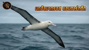 นกอัลบาทรอส แอนตาร์กติก
