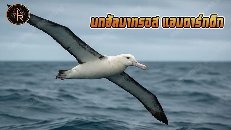 นกอัลบาทรอส แอนตาร์กติก