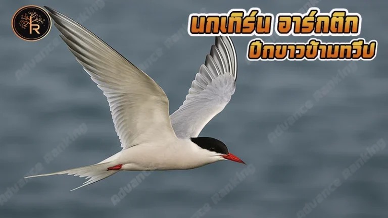 นกเทิร์น อาร์กติก ปีกขาวข้ามทวีป