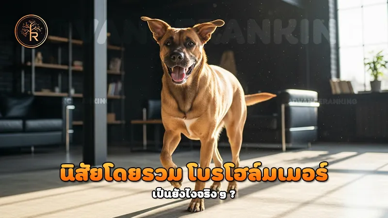 นิสัยโดยรวม โบรโฮล์มเมอร์