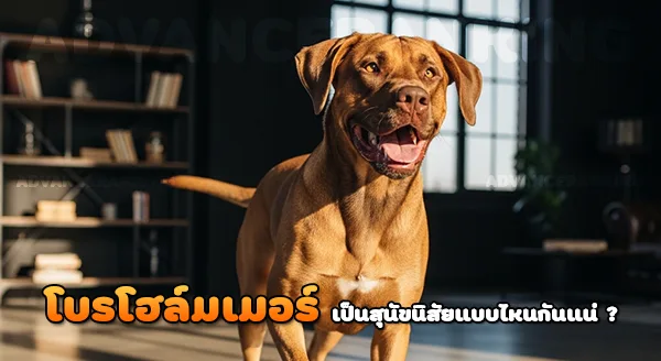 นิสัยโดยรวม โบรโฮล์มเมอร์