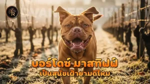 บอร์โดซ์ มาสทิฟฟ์ เป็นสุนัขเฝ้ายามดีไหม