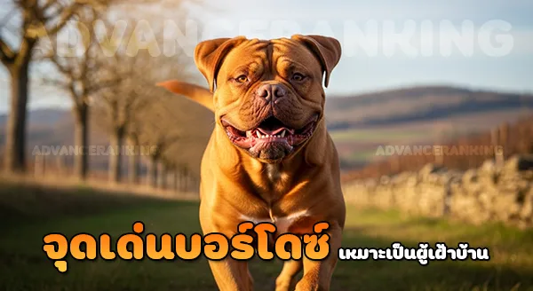 บอร์โดซ์ มาสทิฟฟ์ เป็นสุนัขเฝ้ายามดีไหม
